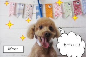 笑顔トイプードル
