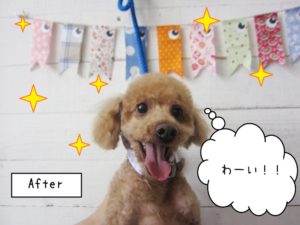 笑顔トイプードル