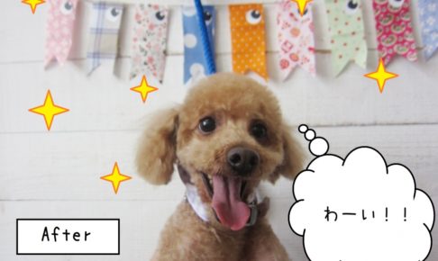 笑顔トイプードル