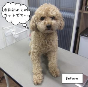 カット前トイプードル