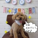 令和トイプードル
