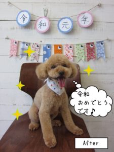 令和トイプードル