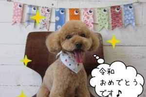 令和トイプードル