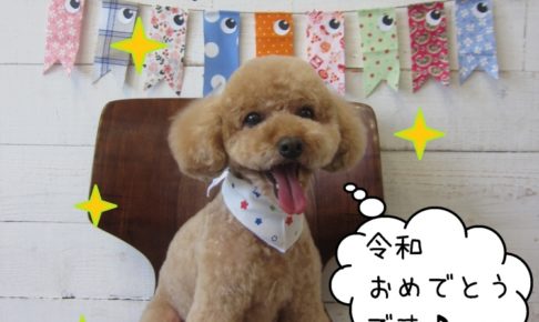 令和トイプードル