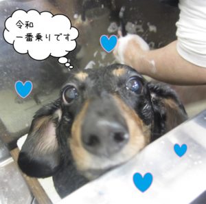 シャンプー中ミニチュアダックス