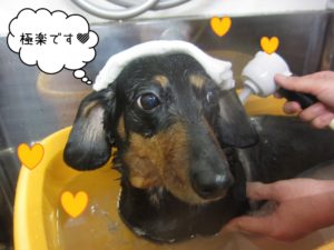 スパ中ミニチュアダックス