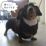 清々しいミニチュアダックス