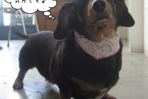 清々しいミニチュアダックス