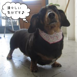 清々しいミニチュアダックス