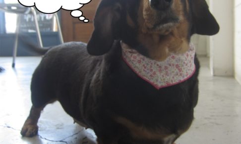 清々しいミニチュアダックス