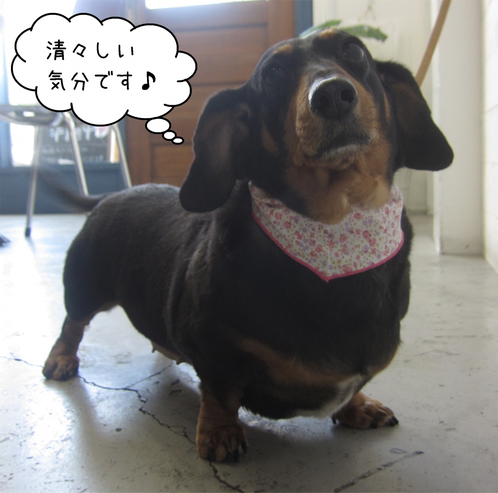 清々しいミニチュアダックス