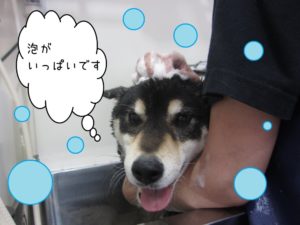 シャンプー中柴犬