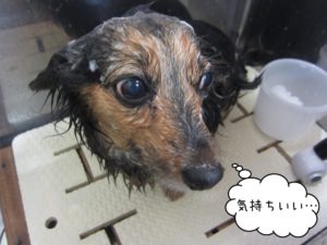 シャンプー中ミニチュアダックス