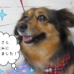 笑顔さらさらミニチュアダックス