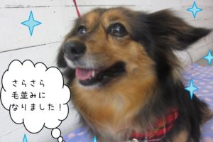 笑顔さらさらミニチュアダックス