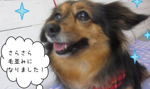 笑顔さらさらミニチュアダックス