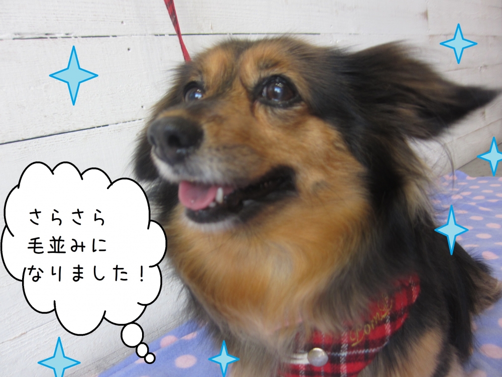 笑顔さらさらミニチュアダックス