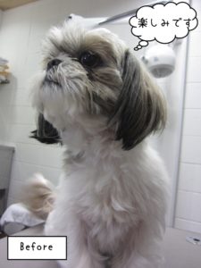 カット前シーズー