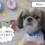 すっきり爽やかシーズー