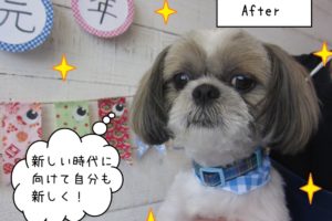 すっきり爽やかシーズー