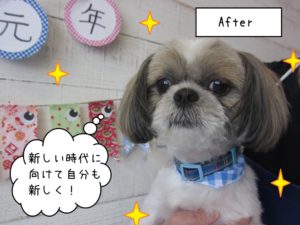 すっきり爽やかシーズー