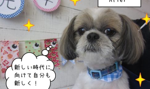 すっきり爽やかシーズー