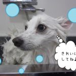 シャンプー中スピッツ