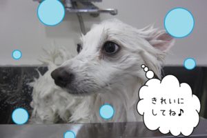 シャンプー中スピッツ