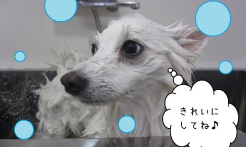 シャンプー中スピッツ