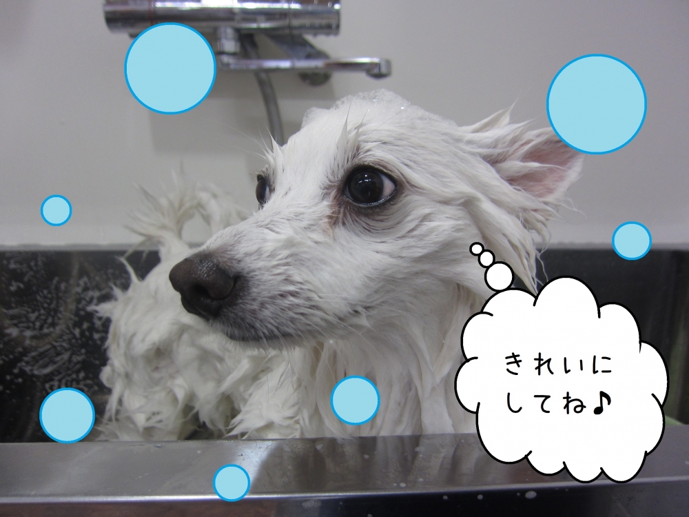 シャンプー中スピッツ