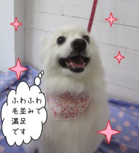 施術後スピッツ