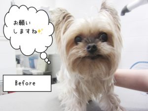 カット前ヨーキー