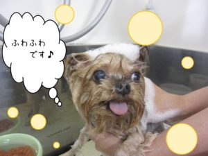 シャンプー中ヨーキー