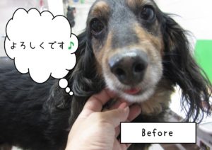 カット前ミニチュアダックス