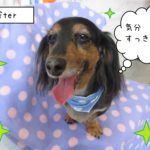 笑顔ミニチュアダックス