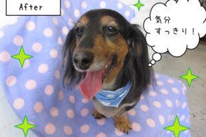 笑顔ミニチュアダックス