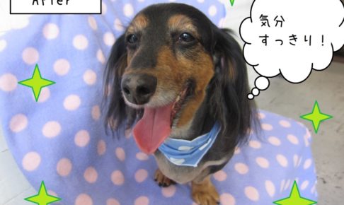 笑顔ミニチュアダックス