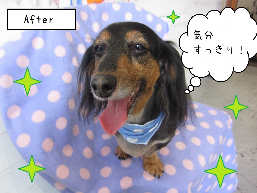 笑顔ミニチュアダックス