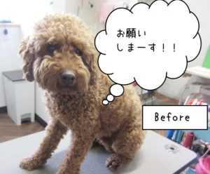 カット前トイプードル