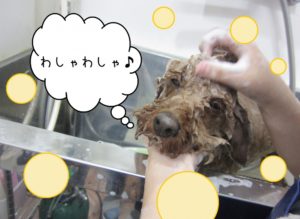 シャンプー中トイプードル