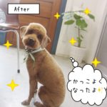 えっへんトイプードル