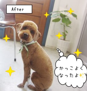 えっへんトイプードル