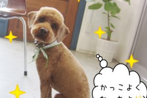 えっへんトイプードル