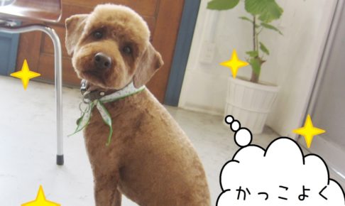 えっへんトイプードル