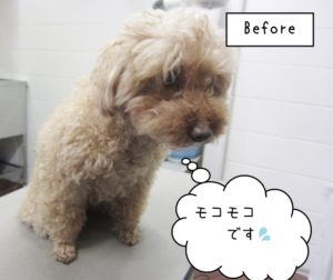 カット前トイプードル