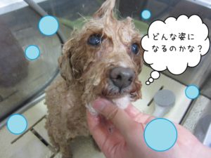シャンプー中トイプードル