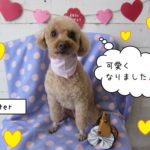 おすましトイプードル