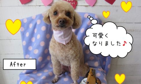 おすましトイプードル