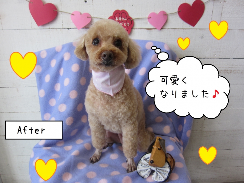 おすましトイプードル