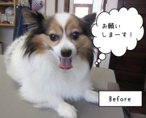 カット前パピヨン